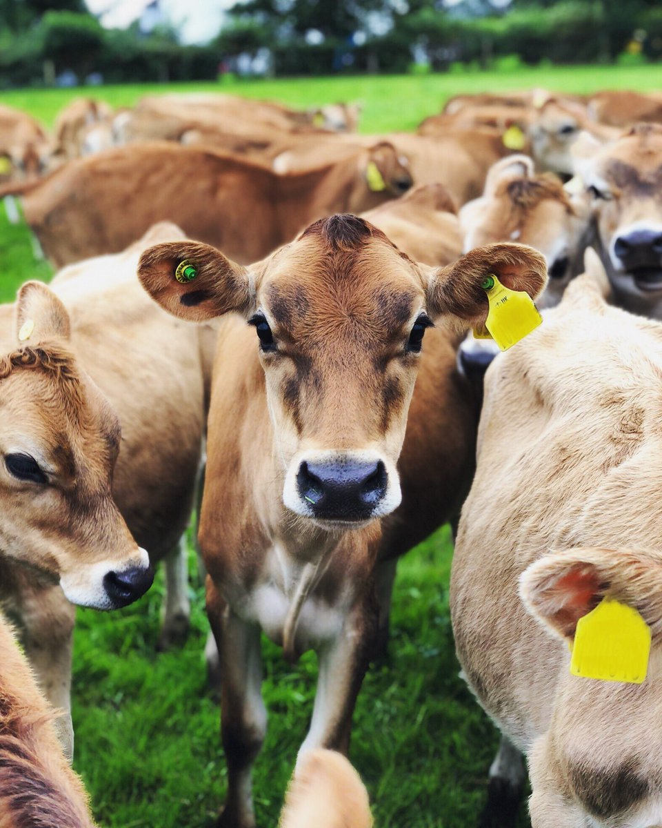 Meganrosexo's tweet photo. Me before I started calving : ‘ how will I tell the calves apart all jerseys look the same’
Me now : ‘ hello Flossy, look how big Alice has gotten, oh silly Mary Kate don’t headbutt me and you too Ashleigh’ #dairy #heifer #replacementheifer #jersey #shouldnthavenamedthem https://t.co/J5myTJgBJJ