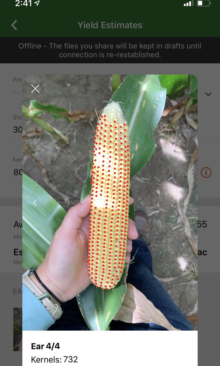 sarah_strutner's tweet photo. Counting kernels is so last year 👍 welcome to the 21st century where the  Pioneer Seeds app can esimate yield from ear pictures 🌽  @PioneerSeeds https://t.co/k4klKYQkIv