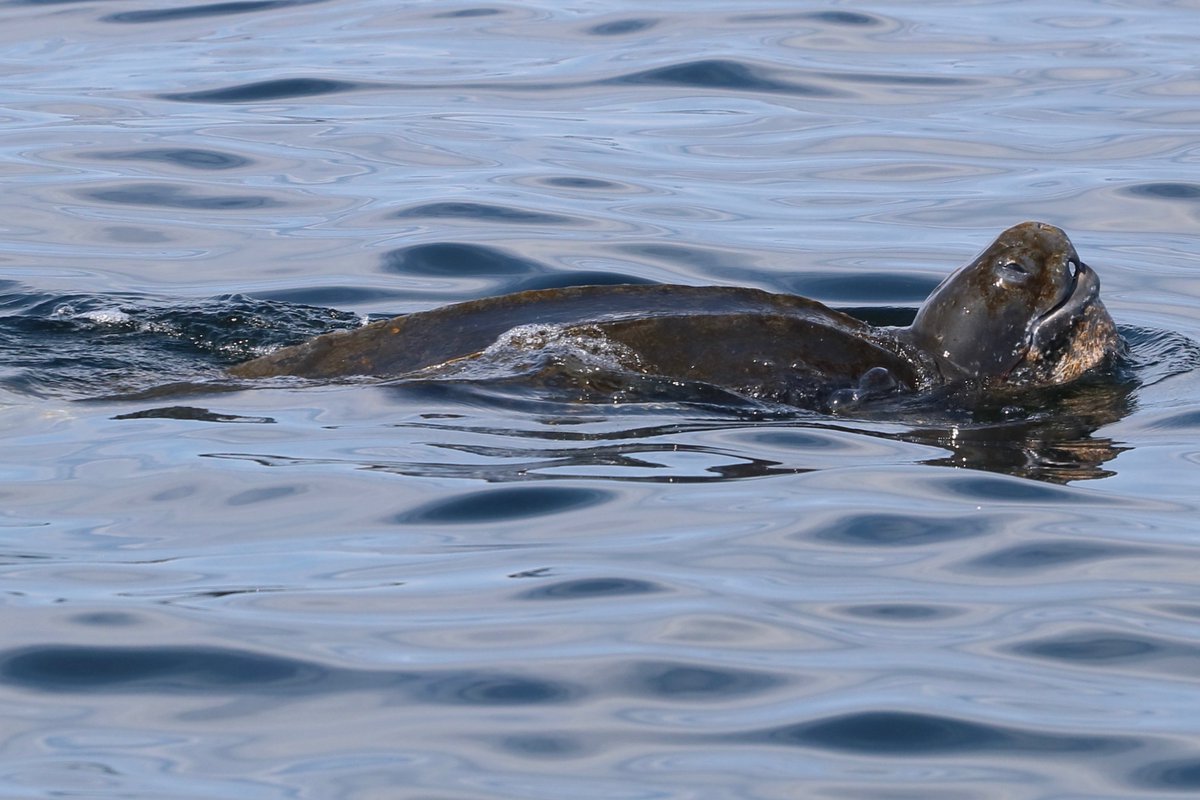Un collaborateur du <a href="/MICScanada/">MICScanada</a>, René Roy, a photographié récemment cette rarissime tortue luth, au large de Cap-des-Rosiers. L'espèce, en voie de disparition, est la plus grosse tortue au monde (plus de 900 livres) et elle évolue depuis plus de 100 millions d'années.