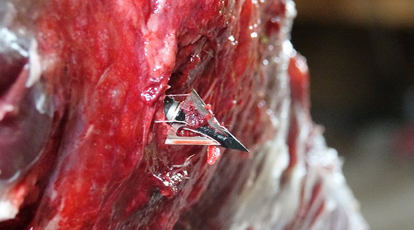 SlickTrickUSA's tweet image. Freezer fillin' goodness. 

#slicktrick #slicktrickbroadheads #deadliest #bowhunting #bowhunter #bowandarrow #stdeadliest #hunting #hunt #huntingseason #huntgear #huntingthings #huntingday #huntinglife #hunttoeat #huntingphoto
