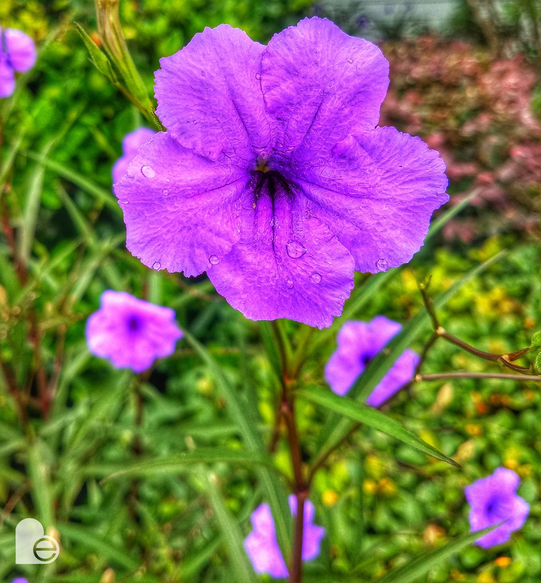 be_motivated_sc's tweet photo. #shooter #garden #nature #beauty #lowcountry #itscalledart #artislife #sharingiscaring #yourrelease #bemotivated #livehappy #WITwhateverittakes #goodvibes https://t.co/HmNblZoAMH