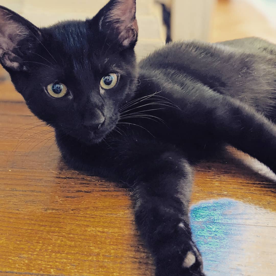moe_montague's tweet photo. Howl is the sweetest baby boy there ever was and has given me nothing but love and luck 💕 #BlackCatAppreciationDay https://t.co/Q17410XTfN