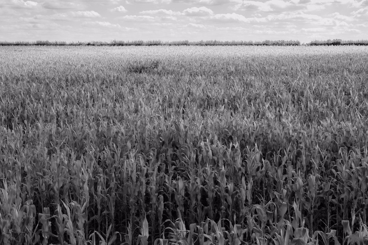 Field of maize
#landscapephotography #landscape #photography #rural #farming #maize #field #unclehenrys #lincolnshire #monochrome #infrared