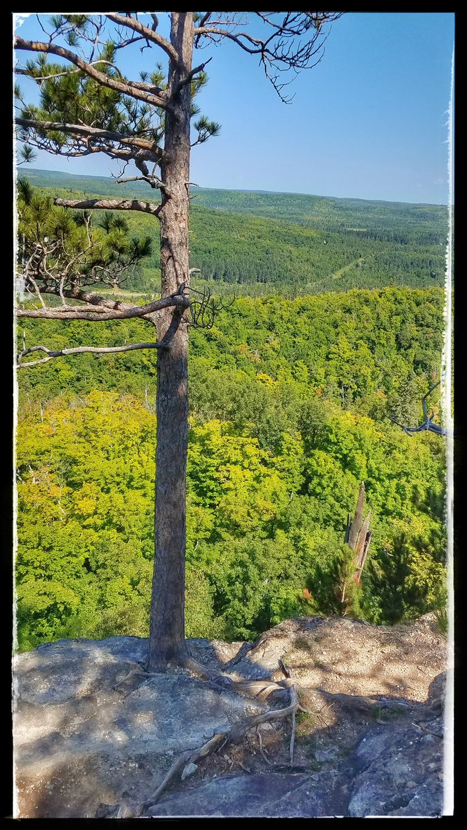 BobStPierre's tweet image. FALL COLORS ARE AROUND THE CORNER: You can see autumn coming in the leaves below the Superior Hiking Trail @SHTAssociation #superiorhikingtrail @exploreminn #exploremn #onlyinminnesota @CaptainKFAN #FANOutdoors