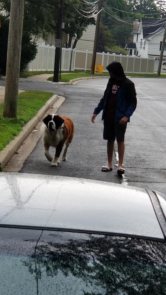 ccsnath's tweet photo. The great saint walking majestically #stbernarddogs #st.bernards #saints #chewy https://t.co/Y2CaHkYNKD