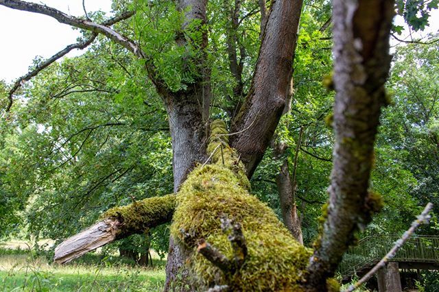PullleMit3L's tweet photo. Wer nicht zeigt, was er fühlt, läuft Gefahr zu verlieren, was er liebt.
.
.
.
.
.
#canonphotography #canoneos700d #eos700d📷 #52wiesnerwochen #naturelovers #hobbyfotografie #naturfotografie #iggermany #igdeutschland #picoftheday #Thüringen #… https://t.co/7MNngfUqKA https://t.co/TAlorMCI7q