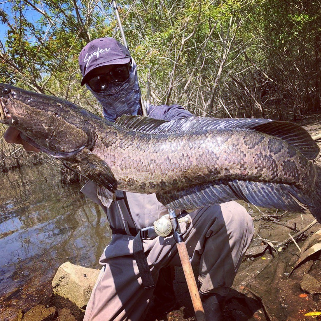 hitenausa's tweet photo. A monster snakehead on Hitena braid line #snakehead https://t.co/N3KjtasAQt https://t.co/mBEZ58jDnp