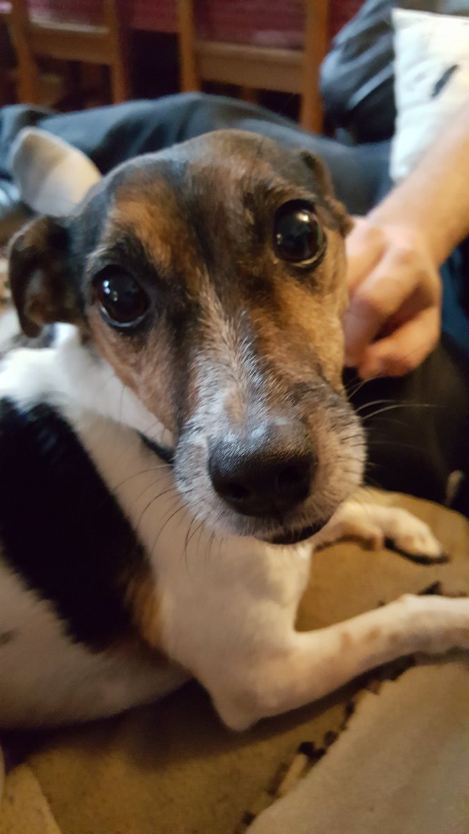 Clearly_Corrie's tweet photo. I want to take my doggy on an adventure but I haven't trained him well and he doesn't walk well. I'm sure he'd be lost in the wilderness if we tried. https://t.co/xsiVxkYewn