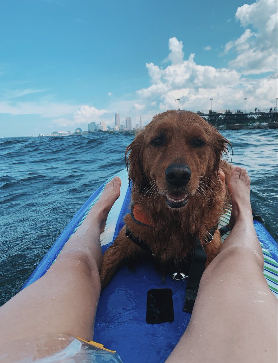 ceedaviss's tweet photo. my paddleboarding buddy 💛 https://t.co/r75OveGuNn