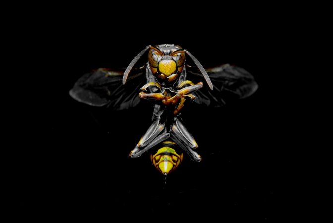 IngeniumCa's tweet image. In honour of #HoneyBeeDay, the #IngeniumChannel shares seven easy ways to help the @AgMuseum ow.ly/SThX30pginx