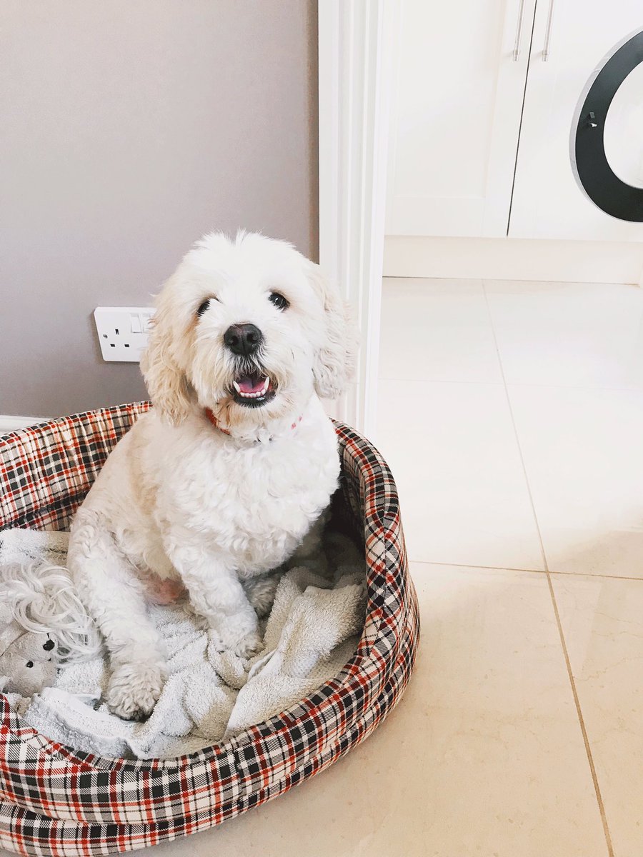 The excitement of going home next week is unreal and yes 95% of that excitement is about seeing my dog - I mean LOOK AT HER LITTLE SMILE 🥰😘