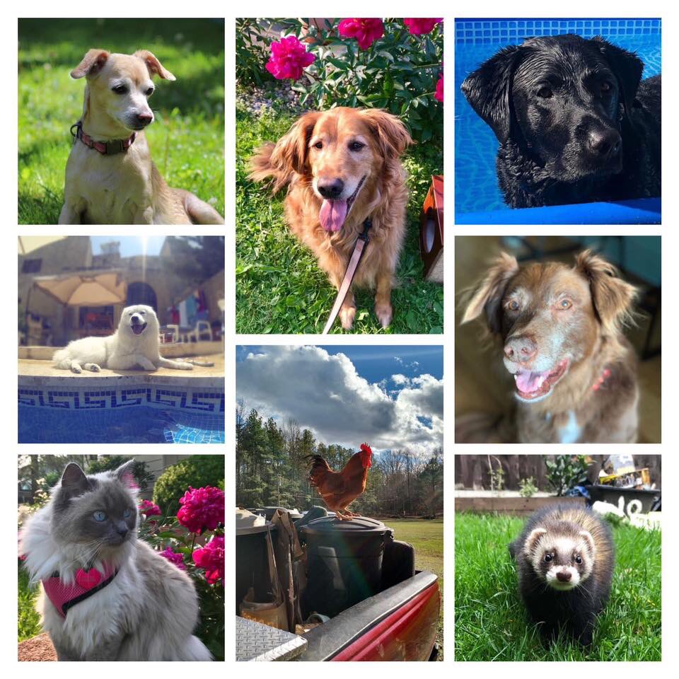 KerriAnnTrish's tweet photo. Heeyy @LanaParrilla, I'd like to show you the finished calender page for July 2020 featuring your gorgeous Lola. This was done in honour of your birthday on July 15th. #LoveAlways P.S: Hope you got my letter at #LFCC! 💘❤️💕 #EvilRegal #PetPortraitsByKerry https://t.co/OOQIZorzGI
