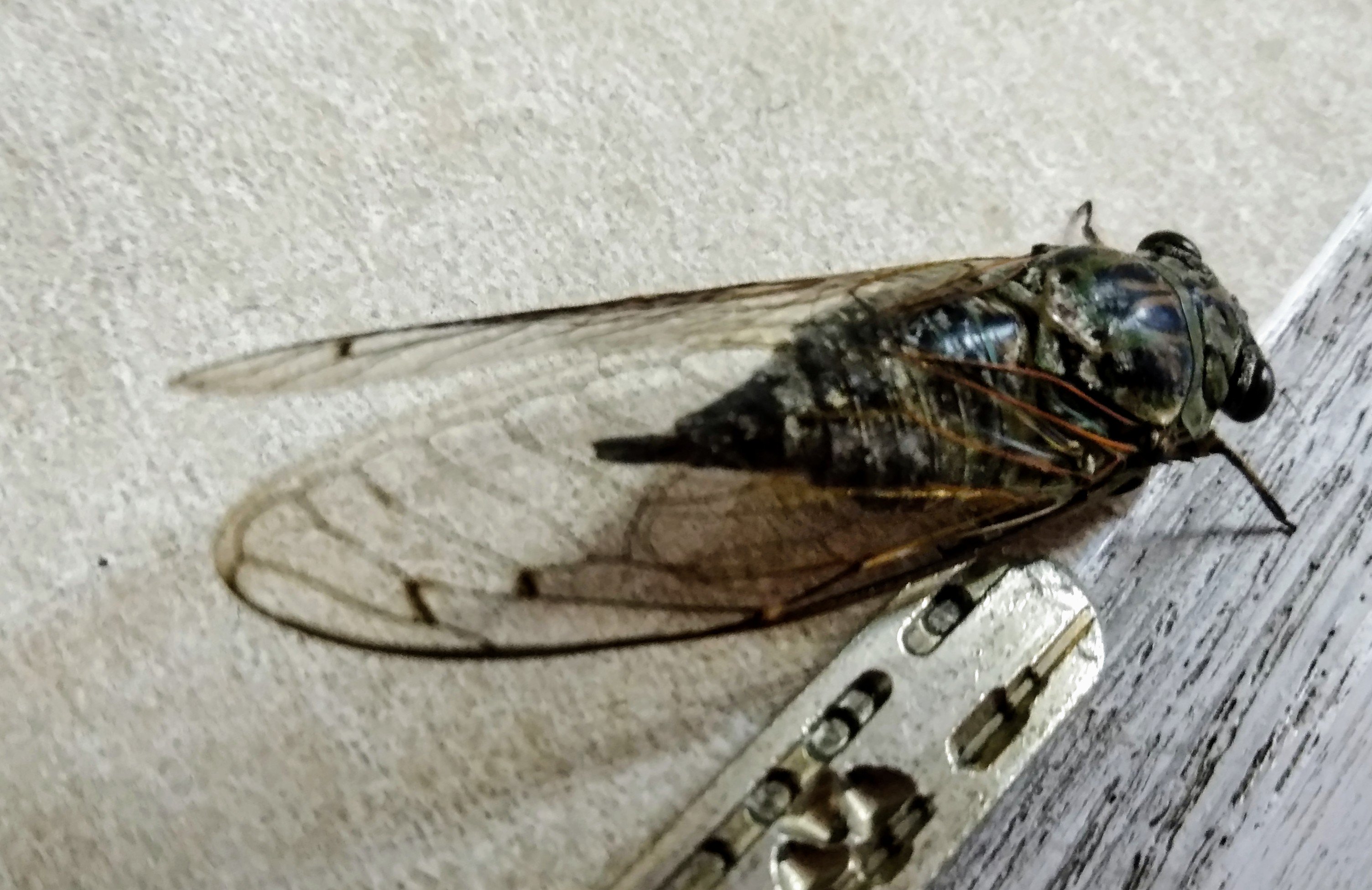 羽が透明な小さな蝉はなんだっけ 昨日で生涯全うしたらしいけど その日ので蝉として鳴くのは1週間ではなく1ヶ月らしいとある少年の研究でわかった 19 08 18 神楽坂ねこの郵便局というなまえのお店