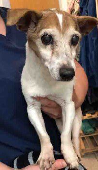 OneStopAllDogs's tweet photo. FOUND 17/8/19:
Jack Russell Terrier
Birmingham New Rd, #Parkfields, #Wolverhampton, WV4
Adult. White and Tan
With Rosewood Vets 01902672777 https://t.co/FhhhLQK1b2