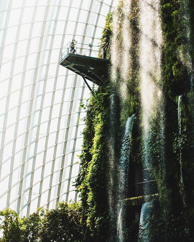jdurack01's tweet photo. Singapore gardens by the bay is a must see if your visiting plant earth https://t.co/fu4kHBXk0x https://t.co/35mZwkozws