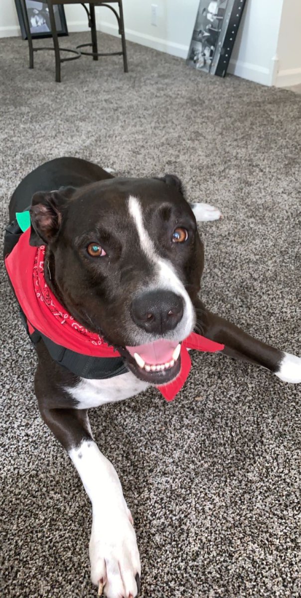 FurSurNotTaylor's tweet photo. Hi guys, this is Tate. I just adopted him today and I need everyone to know how cute he is https://t.co/k3MwNrR9TQ