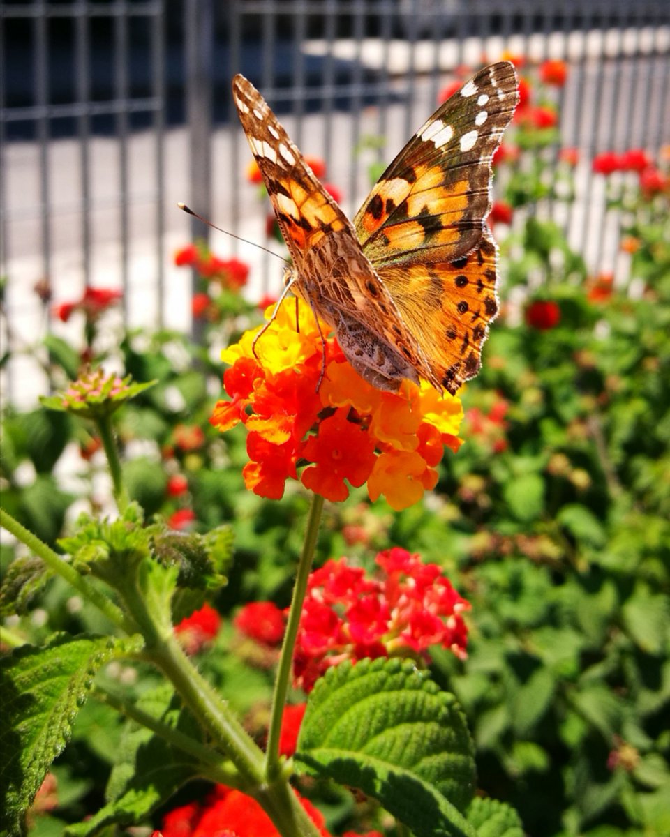 elisamarrone's tweet photo. Il segreto è non correre dietro alle farfalle. È curare il giardino perché esse vengano da te.
#farfalle #butterfly #volare #fotografia #foto #photo #photography #colors https://t.co/Va0dzyof4w