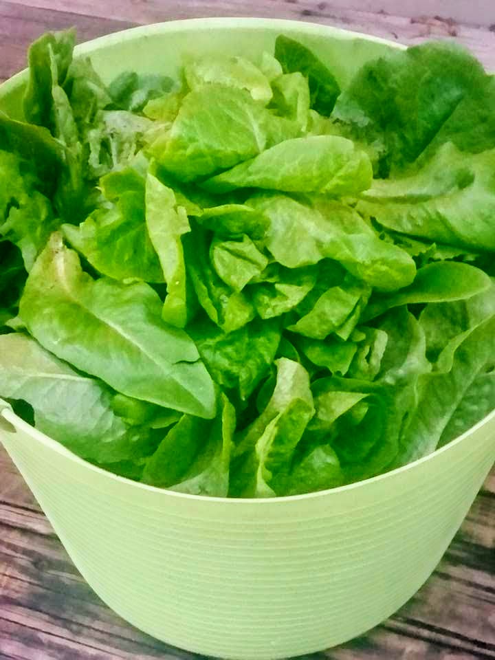 midwstgardengal's tweet photo. 50 days 'til average first frost (sorry). Here's how you can make the most of them! #midwestgardening #vegetables #growityourself #GIY

https://t.co/039H3OE33S https://t.co/3UT0z23uPy