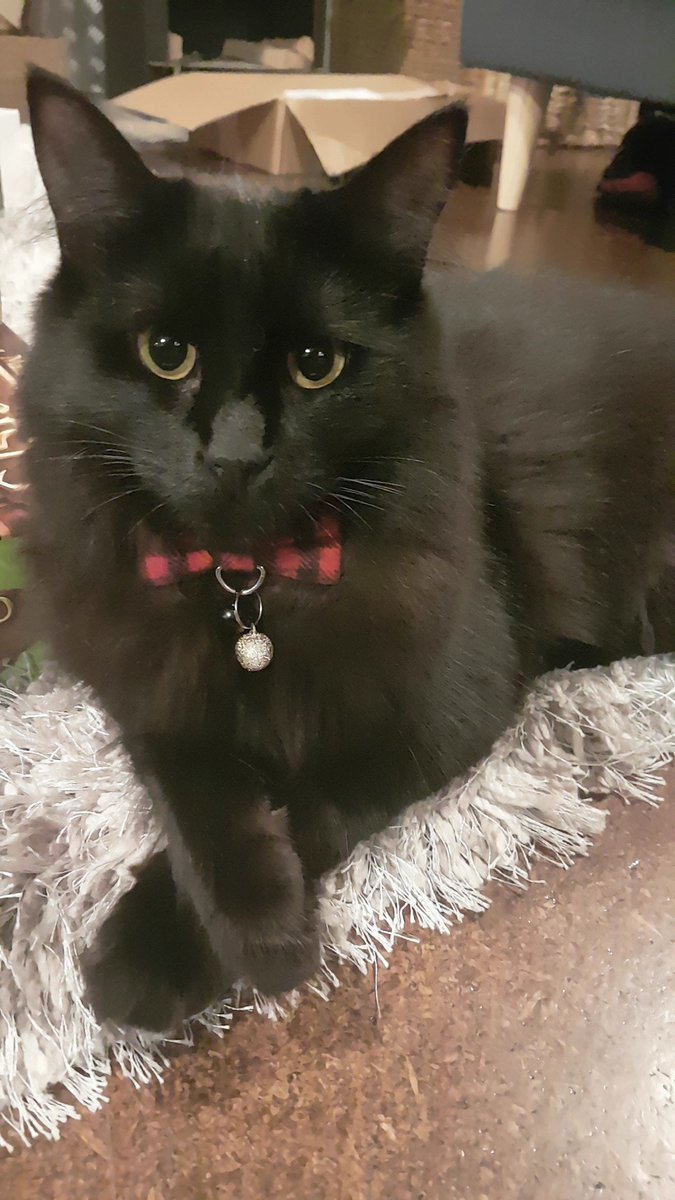 DanielleEvans93's tweet photo. @megturney Selina Kyle Brunel aka lover of boxes and small tree panther https://t.co/vvGsZzwjVq