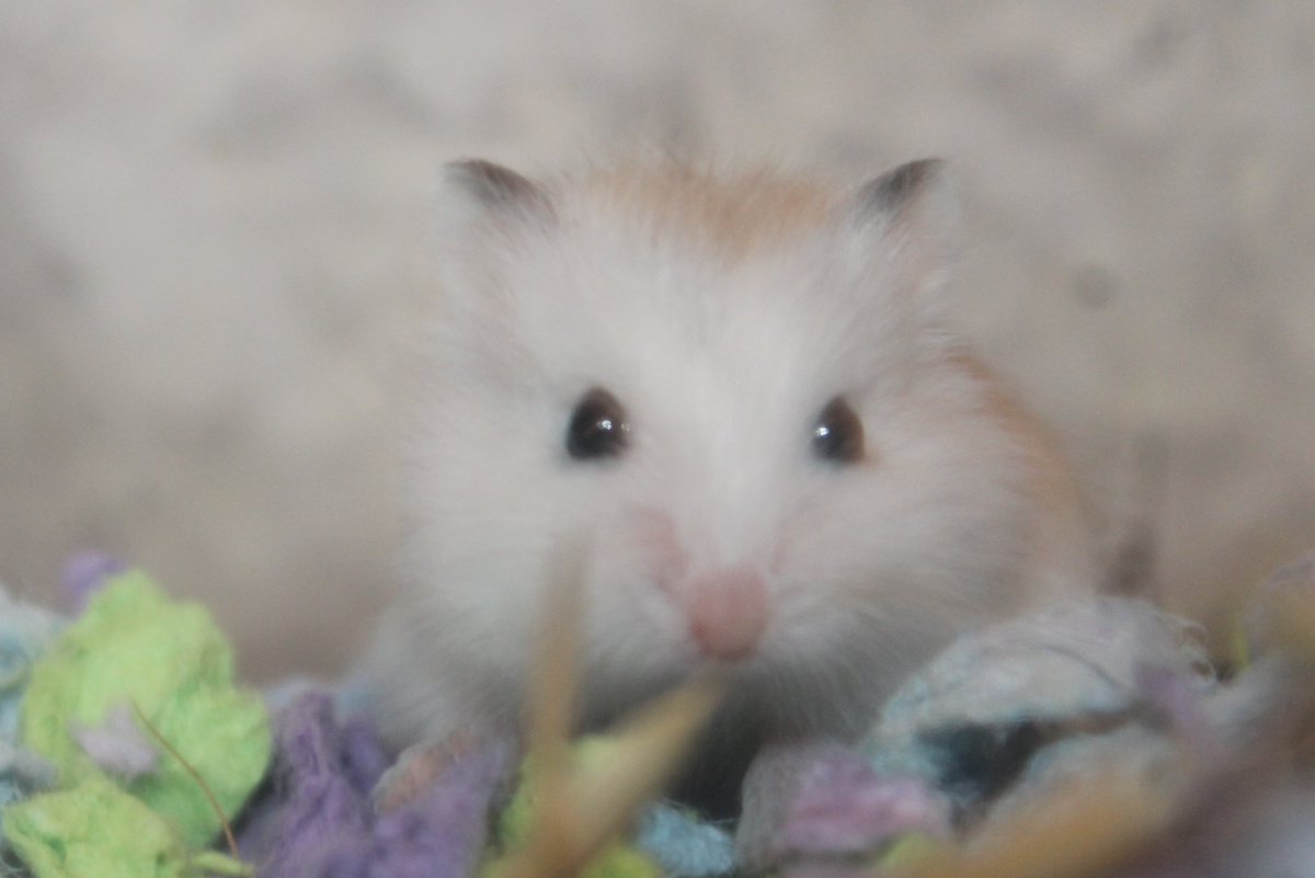 AnonyMouseVids's tweet photo. Goodbye, Sable 🐹❤️🌈 https://t.co/5n3gQMnxga