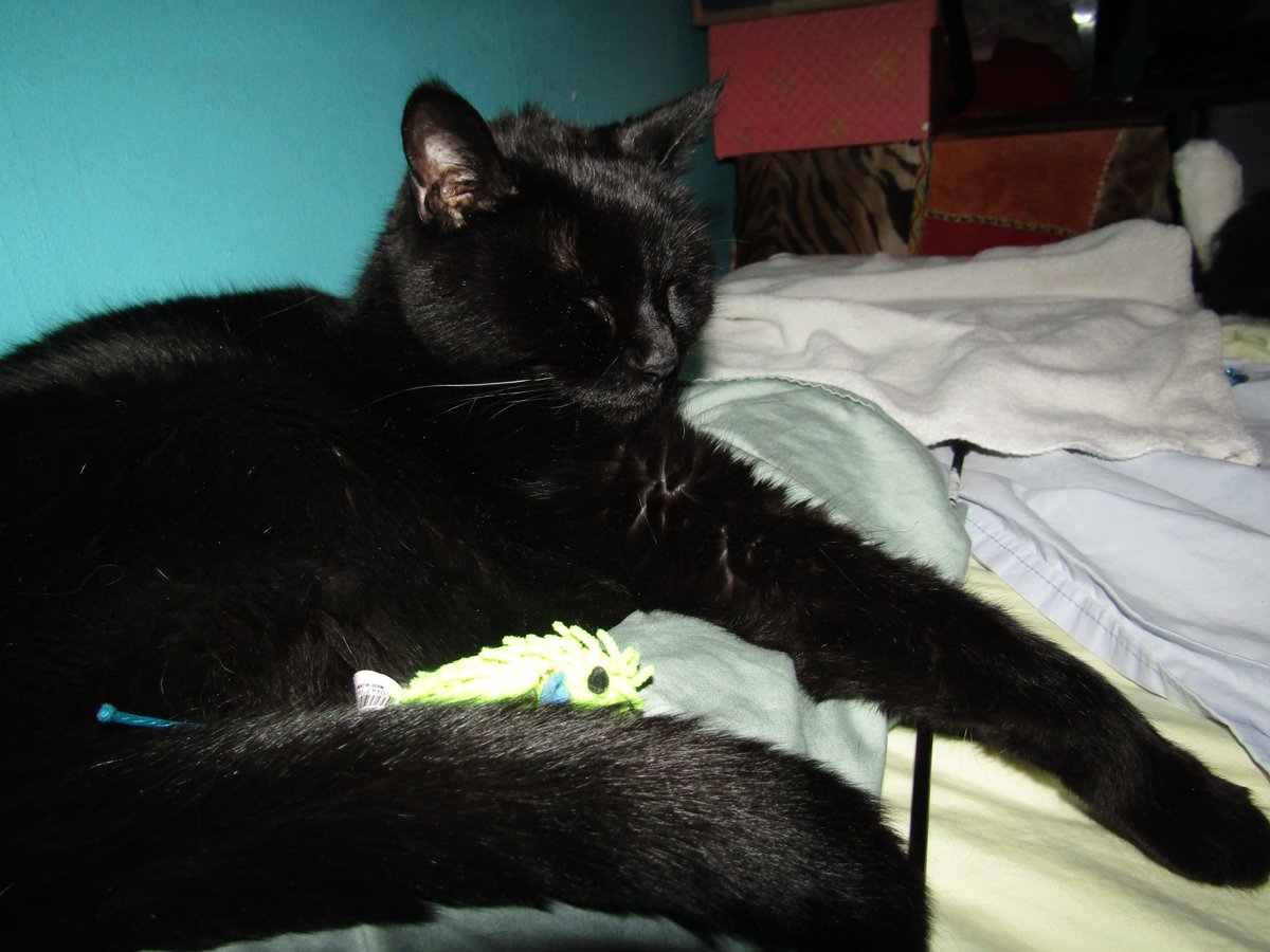 julesruekat's tweet photo. Striking A Pose For #BlackCatAppreciationDay π±
#Caturday #HappyCat #CatsRMagic #BlackCatCuteness https://t.co/QkKmDOx6Rl