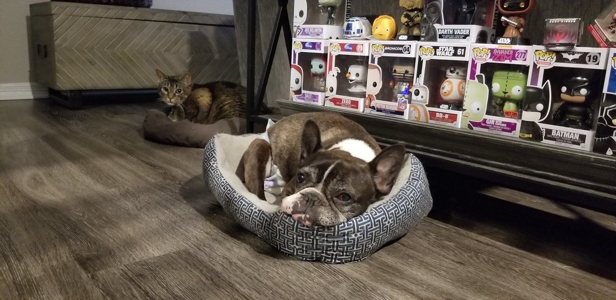 Izzy (@furbabiesrus) on Twitter photo 