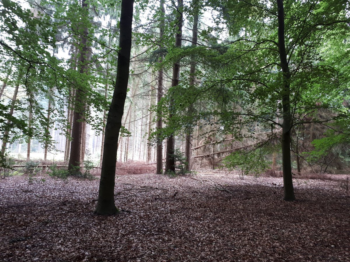 jildauz's tweet photo. Trots! Op wilskracht vandaag de wandeling in Soest gewandeld van het #soesterwandelweekend. Record verbroken met 22 km. https://t.co/hEGNQT3L78