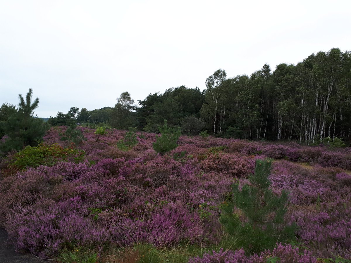 jildauz's tweet photo. Trots! Op wilskracht vandaag de wandeling in Soest gewandeld van het #soesterwandelweekend. Record verbroken met 22 km. https://t.co/hEGNQT3L78