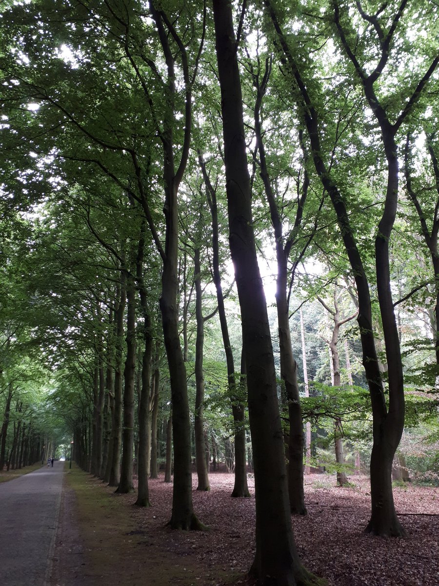 jildauz's tweet photo. Trots! Op wilskracht vandaag de wandeling in Soest gewandeld van het #soesterwandelweekend. Record verbroken met 22 km. https://t.co/hEGNQT3L78