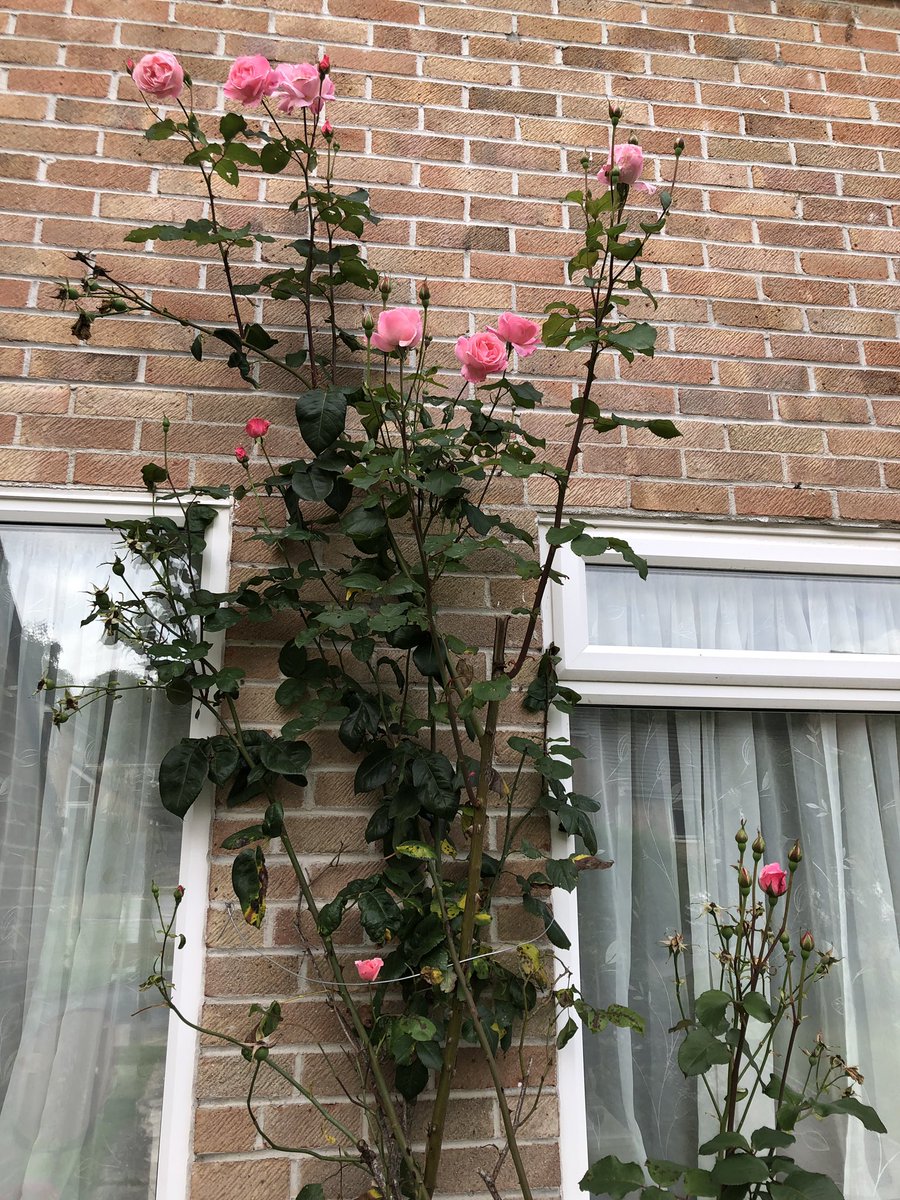 SarahSharland19's tweet photo. @Couchto5K #week6 #run1 was a bit of a struggle! Slower pace but longer distance. Came home to my rose blooming again. #stillprogress #AHPsActive #OT #fitmum https://t.co/ggcC1MTHBZ