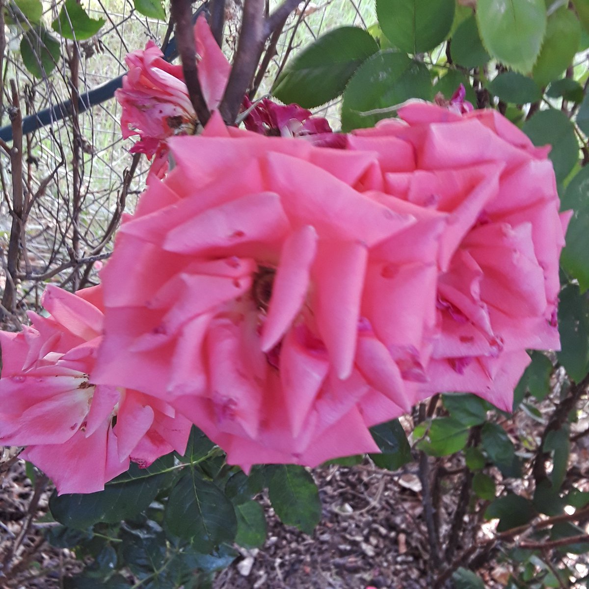 Jackie lee benge (@jackiebenge2) on Twitter photo 