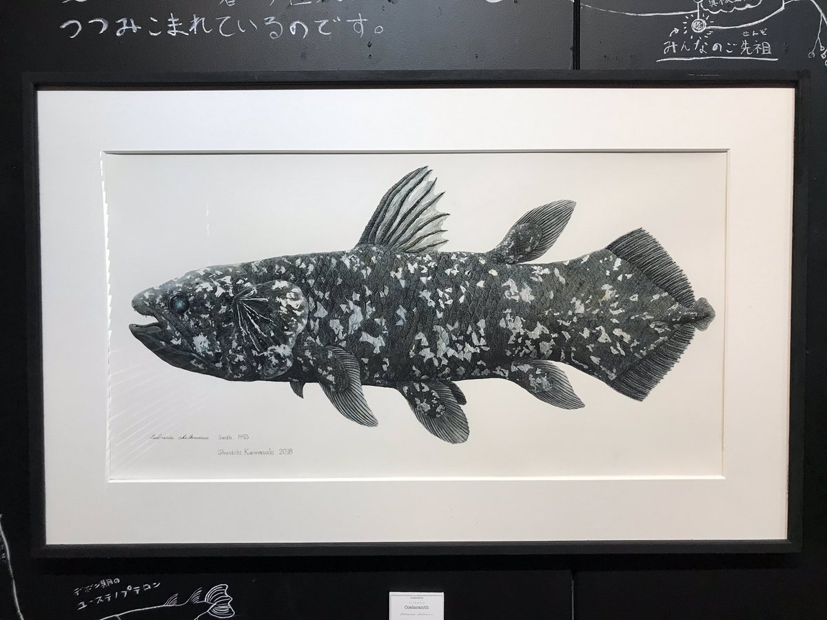 大阪のカフェギャラリーきのねさんで開催中のかわさきさん @nupotsu104 の展示行ってきました。ご本人も絵も相変わらずの熱量!オサガメ見つけた話聞けて楽しかった。
明日18日が最終日ですよー 