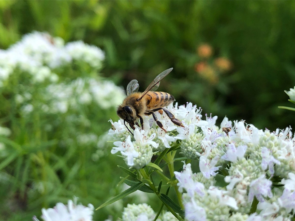 RCNJBeekeeping's tweet photo. Happy National Honey Bee Day! 🥳We're so excited to start the new semester soon! #RamapoBeekeeping #NationalHoneyBeeDay #beekeeping #honeybees https://t.co/kW1hjxYzRN
