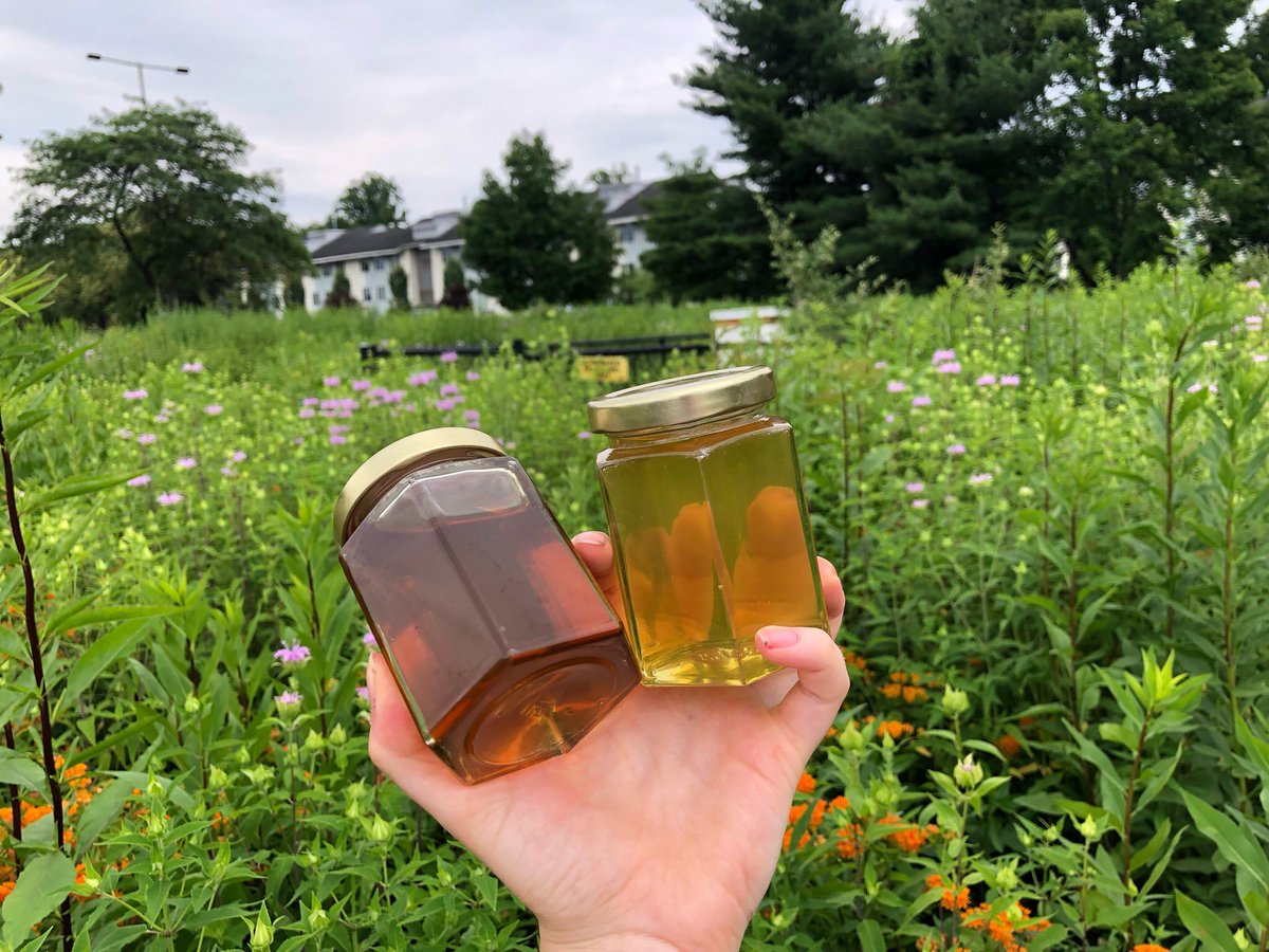 RCNJBeekeeping's tweet photo. Happy National Honey Bee Day! 🥳We're so excited to start the new semester soon! #RamapoBeekeeping #NationalHoneyBeeDay #beekeeping #honeybees https://t.co/kW1hjxYzRN