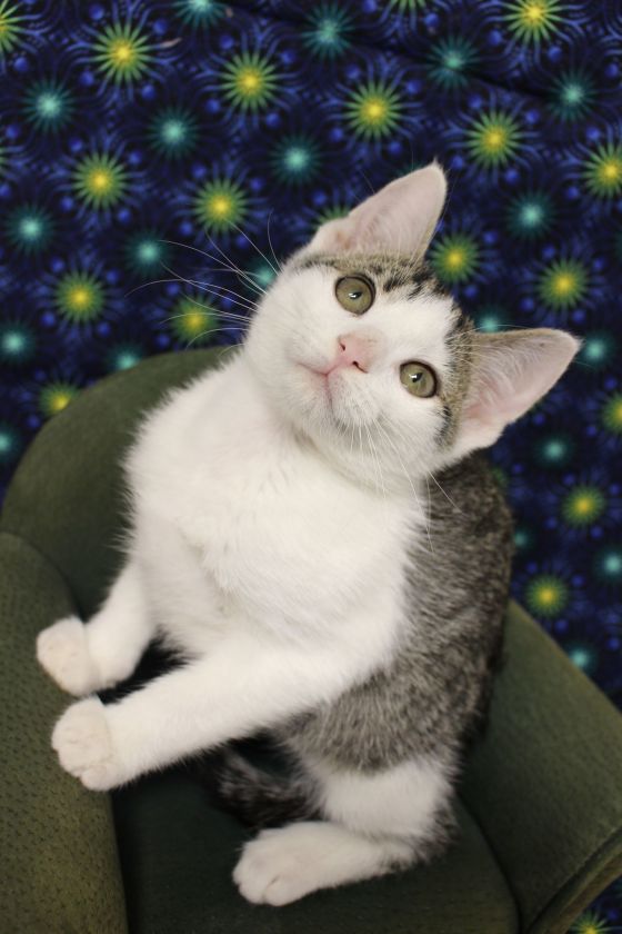 AllCatsRescue's tweet photo. It's @ClearTheShelters day, and in observance, ACR has kittens available for adoption from 12-3 today at both PetSmart locations in Sioux Falls! These are some of the adorable babies scheduled to be at PetSmart on Louise Ave! check out their profiles at https://t.co/KGEqptRbr0! https://t.co/CoDcHZViza