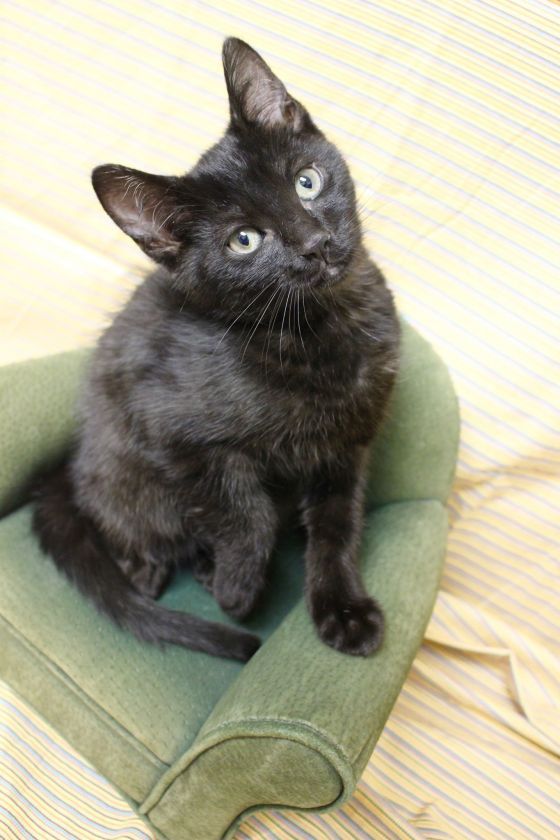AllCatsRescue's tweet photo. It's @ClearTheShelters day, and in observance, ACR has kittens available for adoption from 12-3 today at both PetSmart locations in Sioux Falls! These are some of the adorable babies scheduled to be at PetSmart on Louise Ave! check out their profiles at https://t.co/KGEqptRbr0! https://t.co/CoDcHZViza