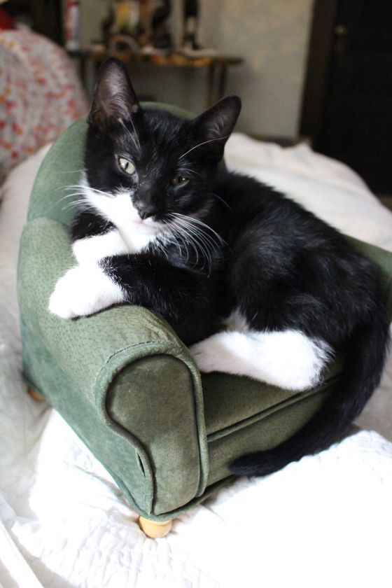AllCatsRescue's tweet photo. It's @ClearTheShelters day, and in observance, ACR has kittens available for adoption from 12-3 today at both PetSmart locations in Sioux Falls! These are some of the adorable babies scheduled to be at PetSmart on Louise Ave! check out their profiles at https://t.co/KGEqptRbr0! https://t.co/CoDcHZViza