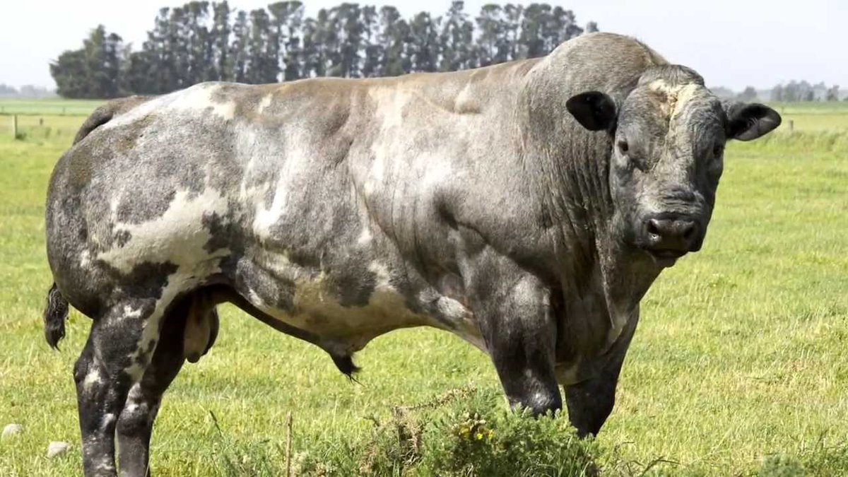 JournalElysee's tweet photo. 🔴 Polémique de la corrida : 86% des Français favorables à un duel entre le Ministre de l’Agriculture (@dguillaume26) et un bœuf canadien élevé aux hormones. 

« Il s’agit de faire tester à nos politiciens les opportunités offertes par le CETA. » se réjouit Gaëtan, commerçant. https://t.co/DSzPtvlVfF