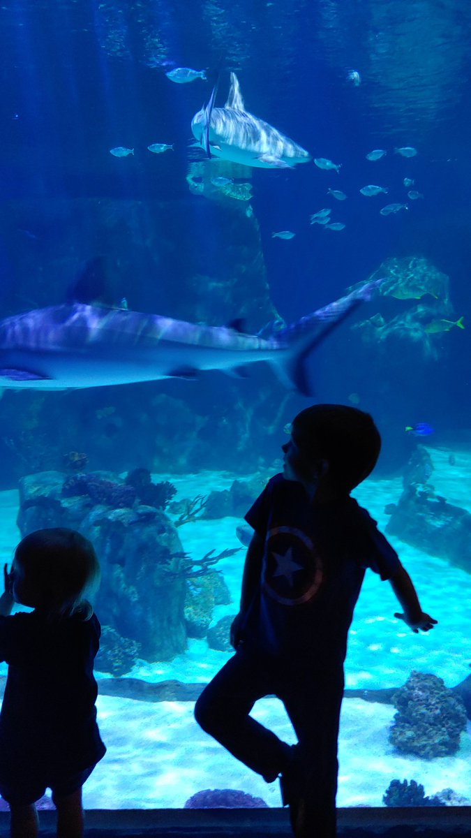X_8Bit_X's tweet photo. Kids chilling with Sharks https://t.co/PsASPZnbtV