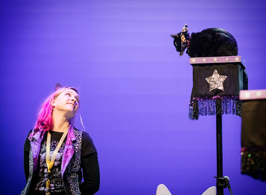 AmazingAcroCats's tweet photo. It's #BlackCatAppreciationDay! Make sure you give your house panthers extra love today! We love mew, @Bugglesdacat! 🖤

📸: @EnigmaArtsPhoto
#acrocats #rockcatsrescue #cats #CatsOfTwitter https://t.co/dOY6CodMPf