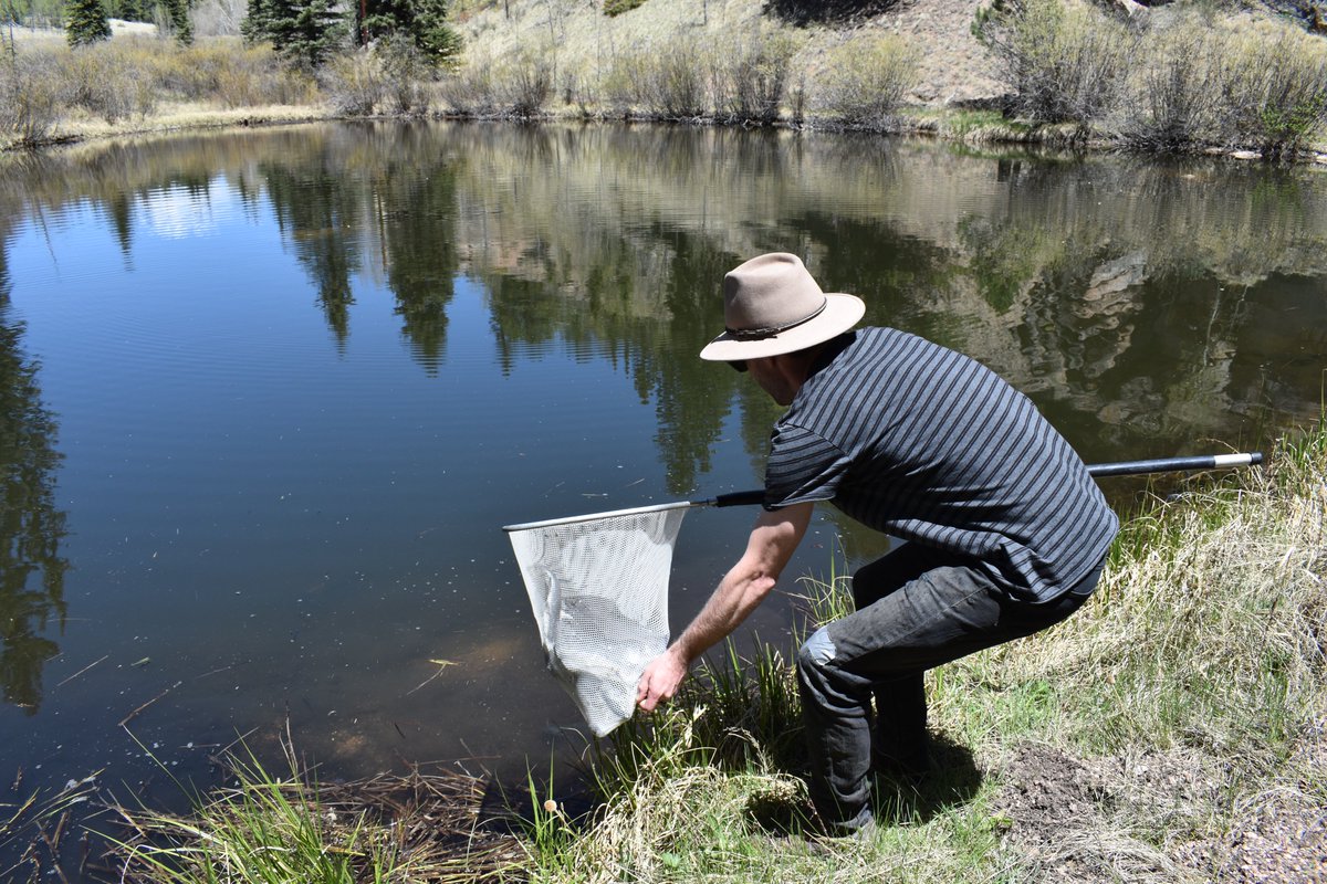 GoodElastics's tweet image. Finally re-stocked my family lake (w/rainbows)! It's been almost 20 years since we last had fish in here