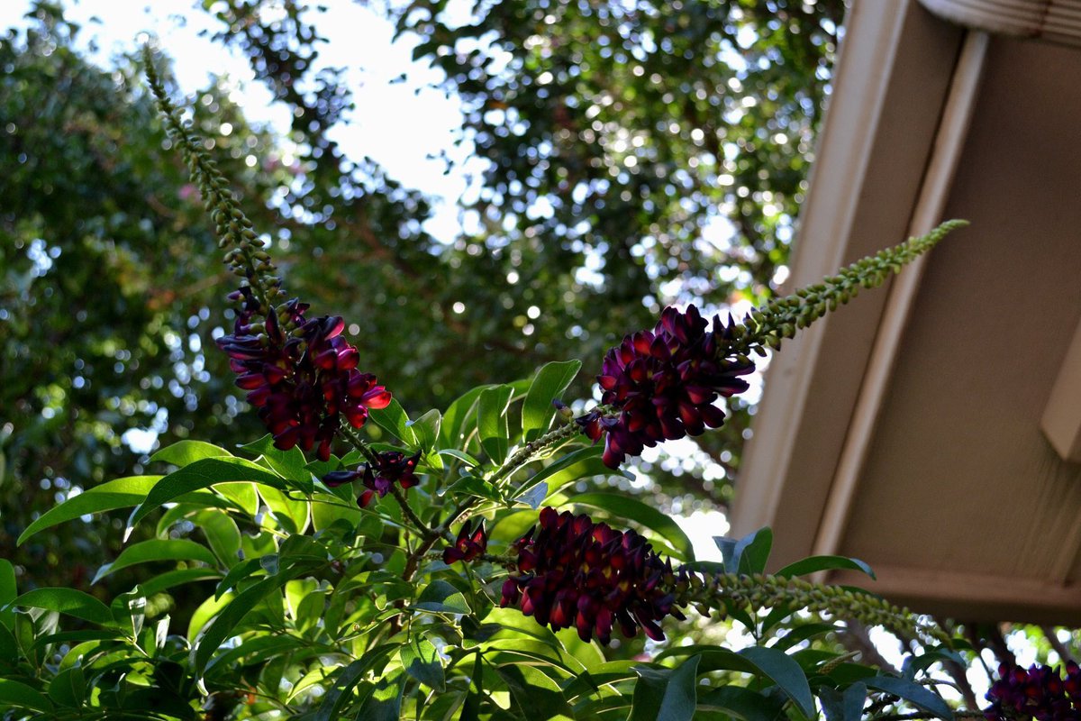JennyTHEPotter1's tweet photo. She wraps herself around my garden as though she's trying to protect it from the hellish conditions outside the gate.
#rubywesteria
#westeria
#ruby
#rubyrocks
#warrior
#allentexas
#jennythepotter
#flowerpower
#gardenlove
#lifewithflowers
#weallneedsun https://t.co/VAWzmh7J1u