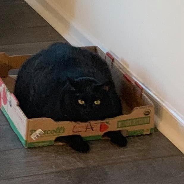 chonky_cats's tweet photo. lord chonk

#roumd #round #chonky #cat #chonk #fluff #cute #cade #fatcats #fatcat #catto #thick #meow #meowmeow #tinycat #catsofinstagram #catstagram #chonkycats #kittens #kitten #happycat #chonkycat https://t.co/4rs7W6c1c5