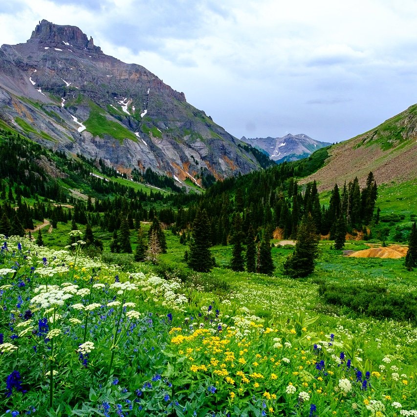 louieography's tweet photo. Yankee Boy Basin was amazing this year! Definitely worth the wait! #wildflowers #fujifilm_xseries https://t.co/pXHxi3oLy5