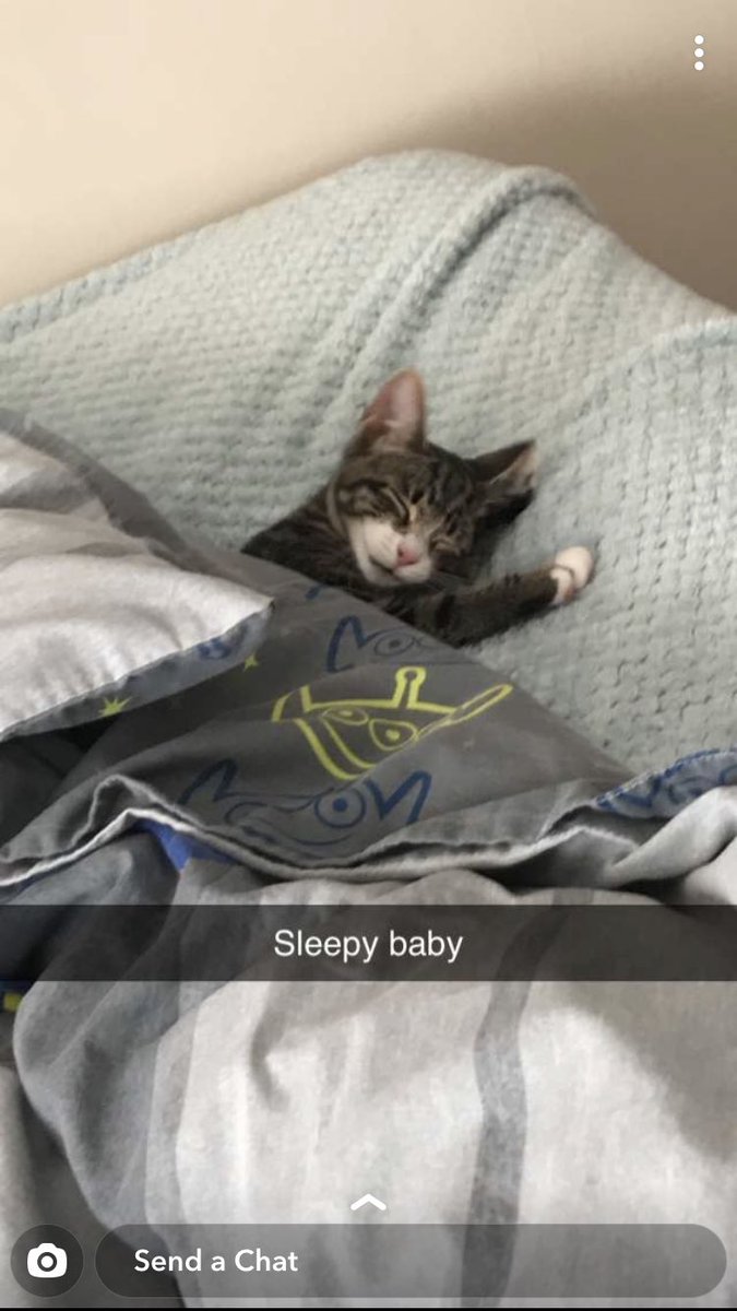 HandmadeStitchy's tweet photo. Best way to spend #Caturday in my opinion https://t.co/GdAOVluV7b