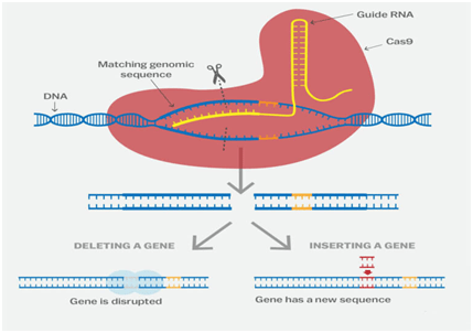 TechJammy's tweet image. New Era of Genome Editing Technology Using CRISPR/Cas System techjammy.com/new-era-of-gen…