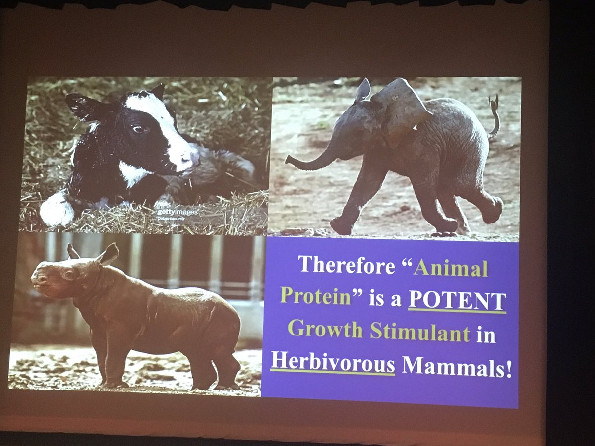 dbarman's tweet photo. Dr Milton Mills, @PCRM Assoc Dir Preventive Medicne
@TriangleVegfest #tvf2019 #trianglevegfest
https://t.co/osRrYIOKbn @DurhamNC @DurhamArts #vegan - animal protection potent growth stimulator which can encourage tumors; leucine turns on growth and high in animal foods https://t.co/UITaSlFMPN