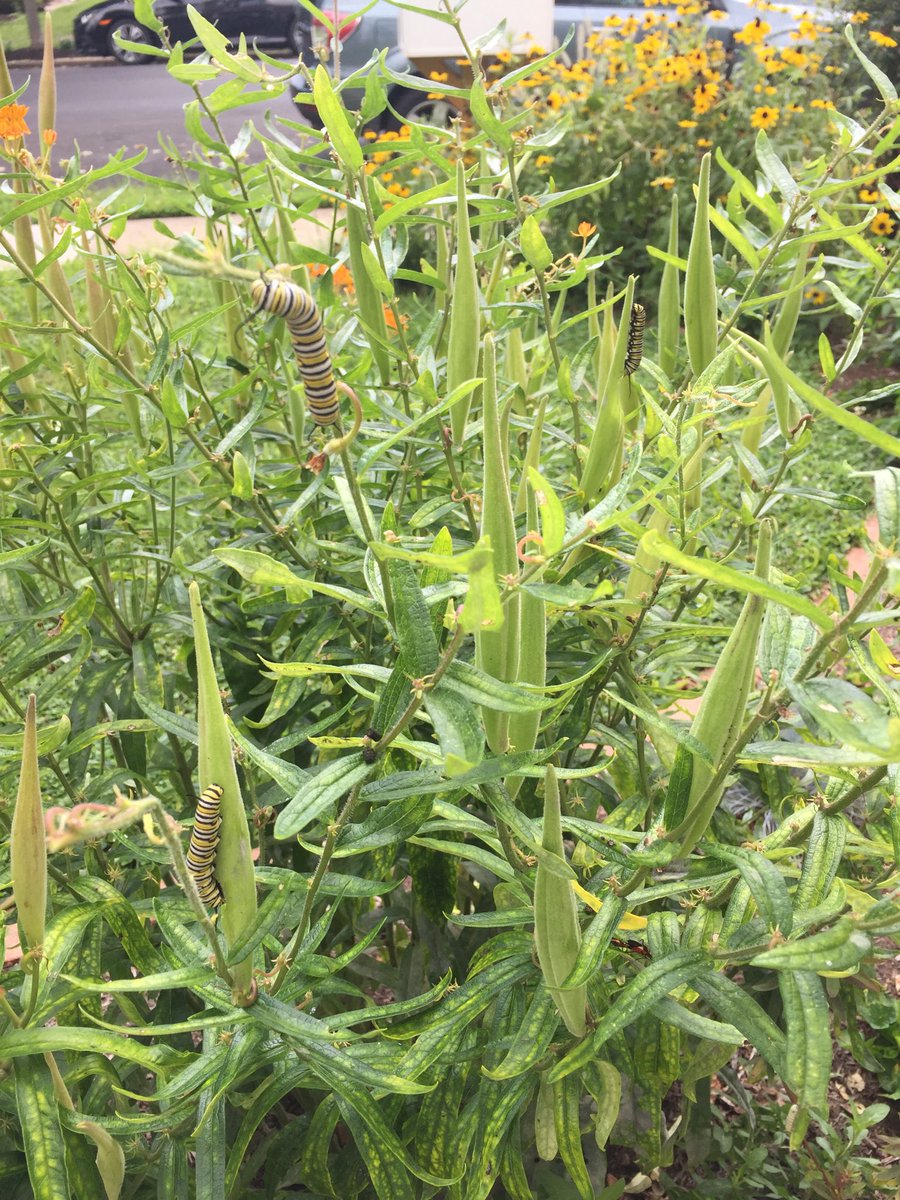 doug_snavely's tweet photo. That moment in the summer when ALL the plants are crawling with future butterflies! #nativegardens #habitat https://t.co/sMpUHNHzNe