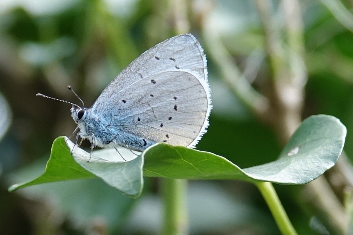 Butterfly_pics's tweet photo. Finally managed to catch up with a gorgeous #hollyblue #Butterfly today - had nearly given up on them this year. @savebutterflies @ukbutterflies @britbutterflies @BBCSpringwatch @Natures_Voice https://t.co/bbuZDPmNQL
