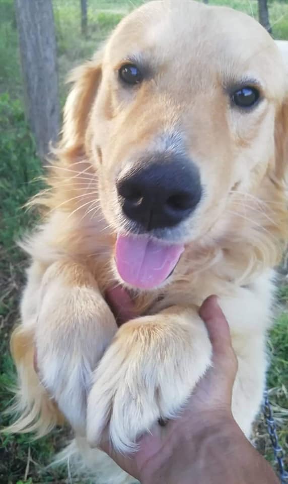 Second Chance Dog Rescue tweet media